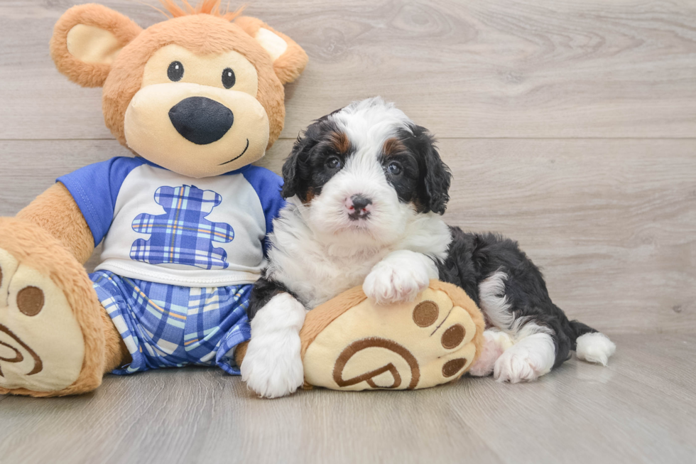 Adorable Bernese Doodle Poodle Mix Puppy