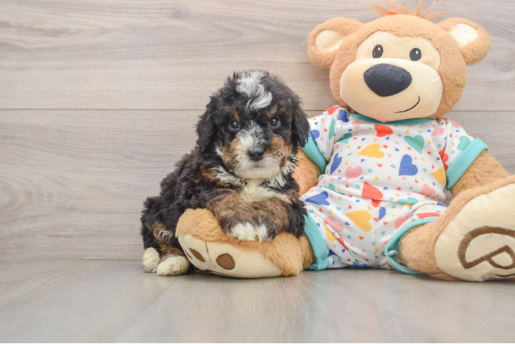 Mini Bernedoodle Puppy for Adoption