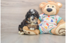 Mini Bernedoodle Puppy for Adoption