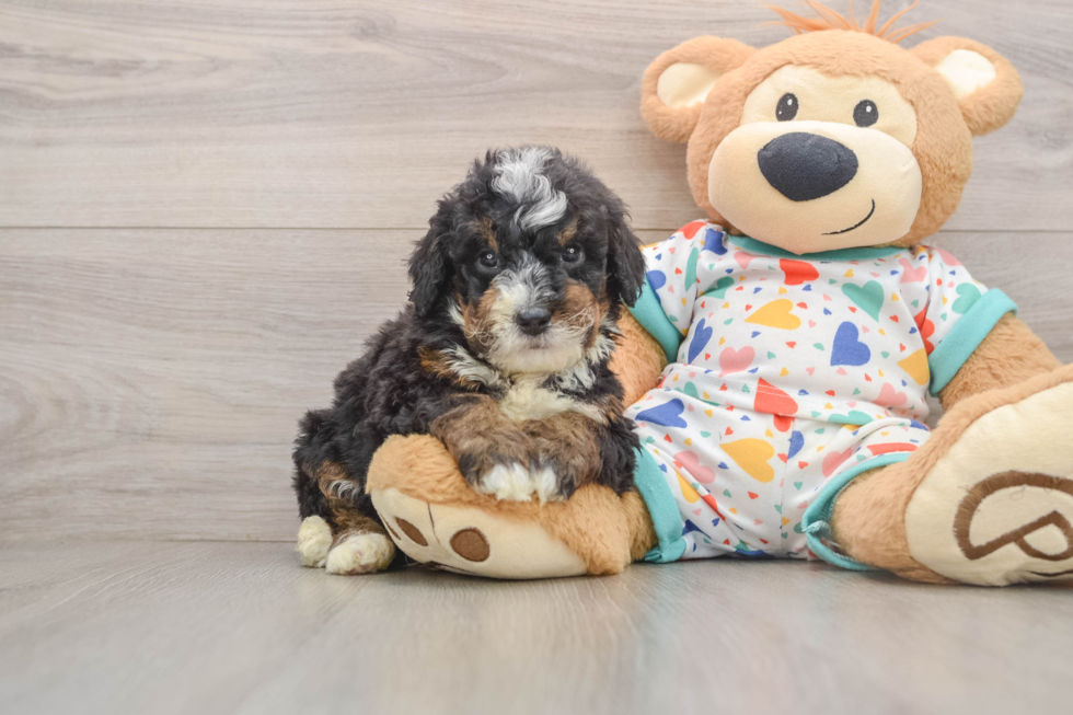Mini Bernedoodle Puppy for Adoption