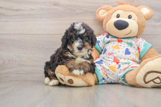 Mini Bernedoodle Puppy for Adoption