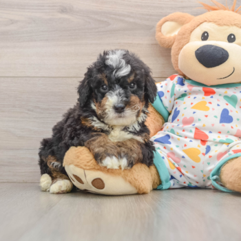 Mini Bernedoodle Puppy for Adoption