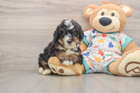 Mini Bernedoodle Puppy for Adoption