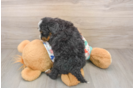 Funny Mini Bernedoodle Poodle Mix Pup