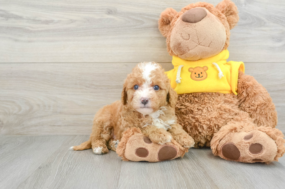 6 week old Mini Bernedoodle Puppy For Sale - Premier Pups