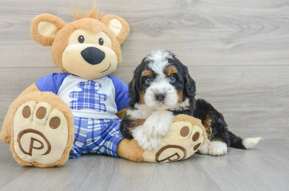 5 week old Mini Bernedoodle Puppy For Sale - Premier Pups