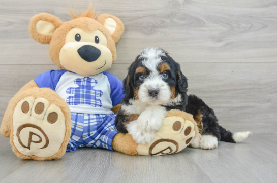 Best Mini Bernedoodle Baby