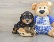 7 week old Mini Bernedoodle Puppy For Sale - Premier Pups