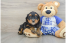 Mini Bernedoodle Pup Being Cute