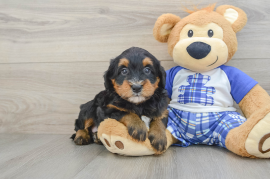 Mini Bernedoodle Pup Being Cute