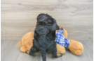 Smart Mini Bernedoodle Poodle Mix Pup