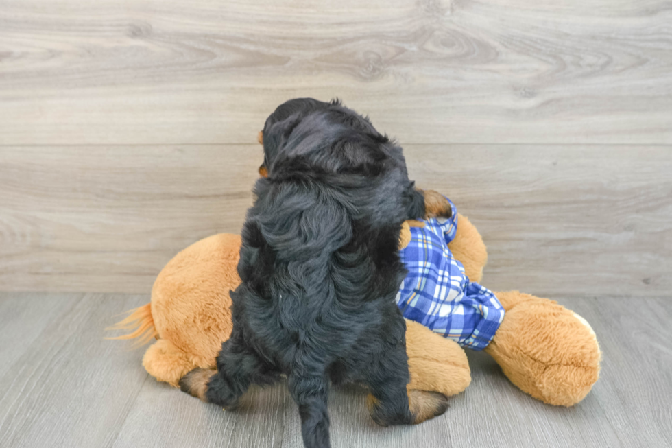 Smart Mini Bernedoodle Poodle Mix Pup