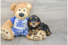 Mini Bernedoodle Puppy for Adoption