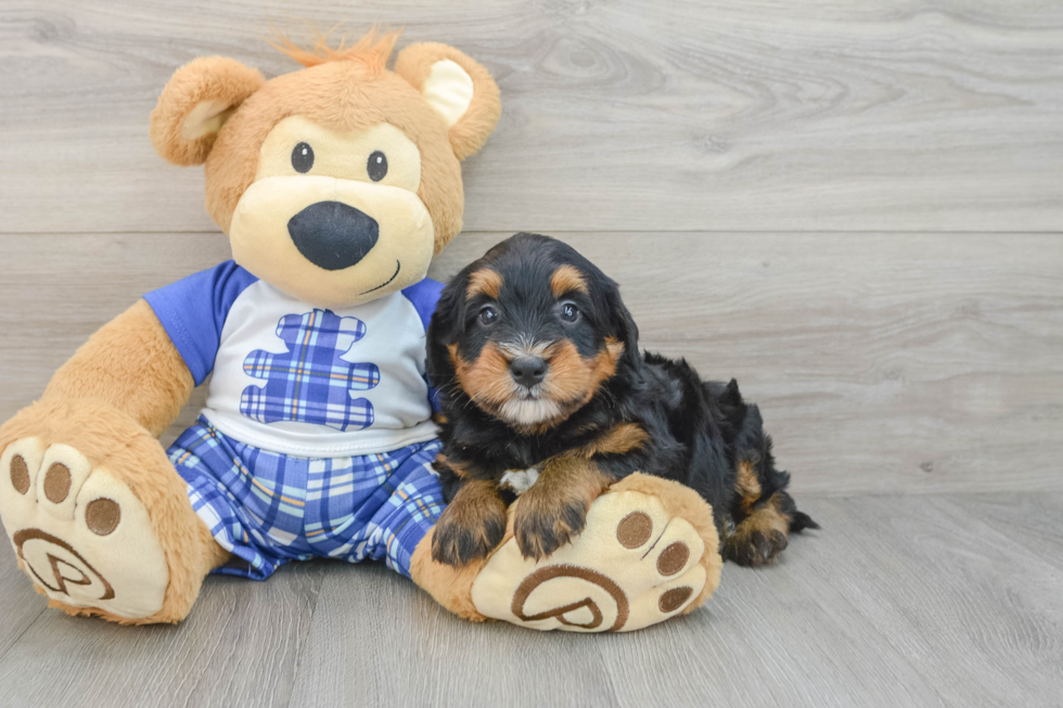Mini Bernedoodle Puppy for Adoption