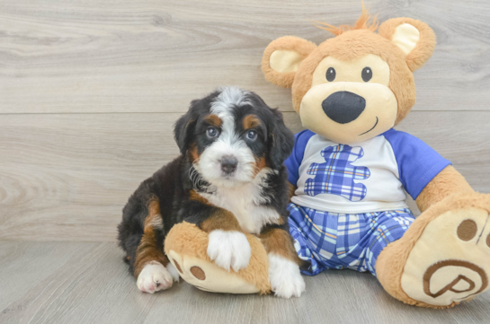 Funny Mini Bernedoodle Poodle Mix Pup