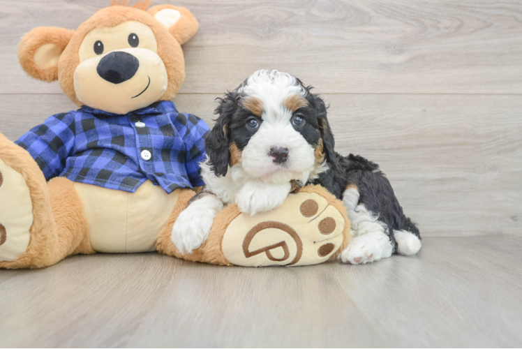 Mini Bernedoodle Pup Being Cute