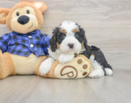 6 week old Mini Bernedoodle Puppy For Sale - Premier Pups