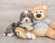 7 week old Mini Bernedoodle Puppy For Sale - Premier Pups