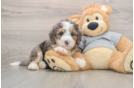 Petite Mini Bernedoodle Poodle Mix Pup
