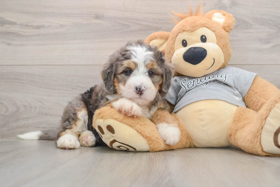 Petite Mini Bernedoodle Poodle Mix Pup