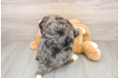 Smart Mini Bernedoodle Poodle Mix Pup