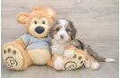 Hypoallergenic Mini Bernadoodle Poodle Mix Puppy