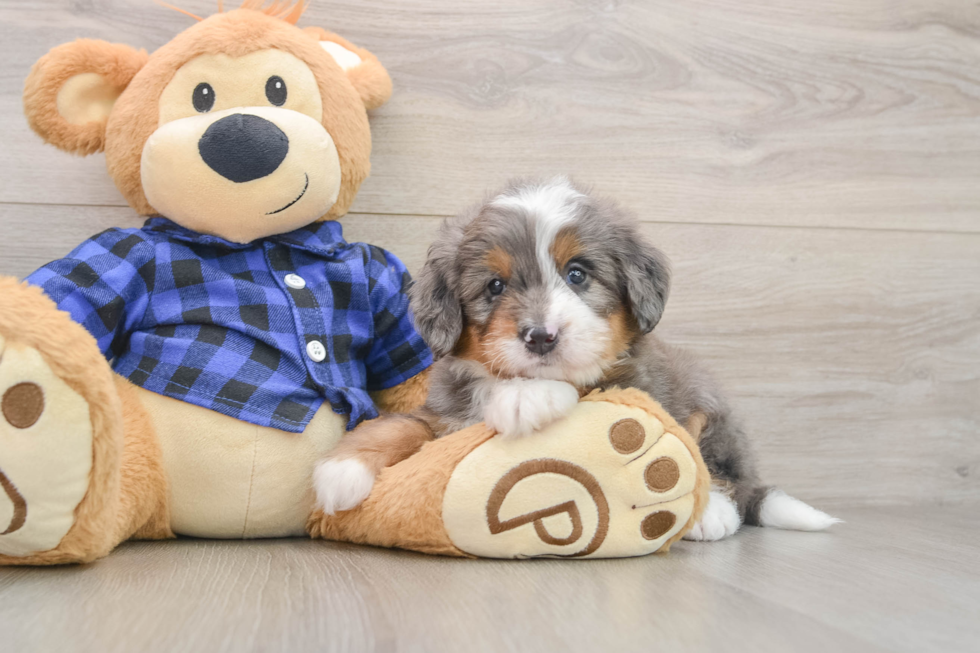 Mini Bernedoodle Puppy for Adoption