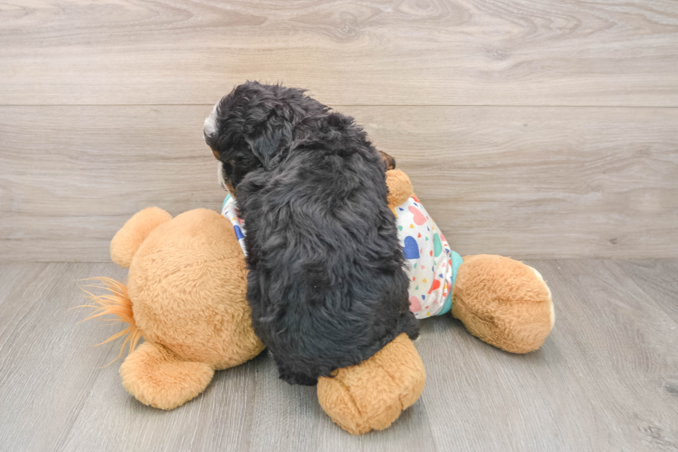 Funny Mini Bernedoodle Poodle Mix Pup