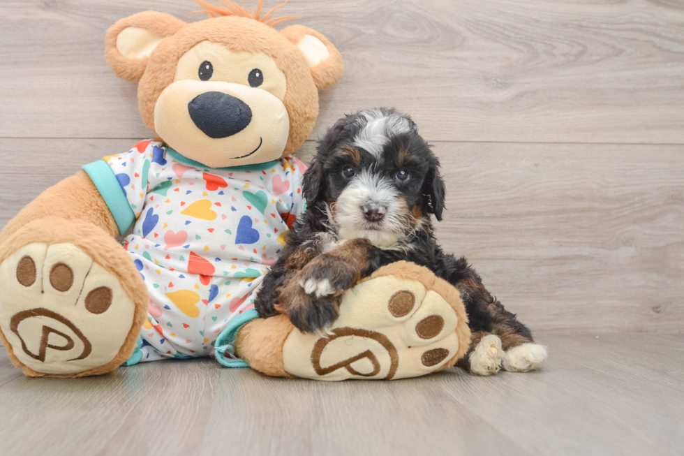 Smart Mini Bernedoodle Poodle Mix Pup