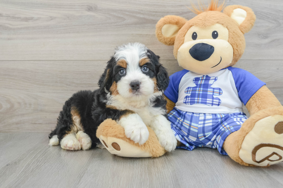 Adorable Mini Berniedoodle Poodle Mix Puppy