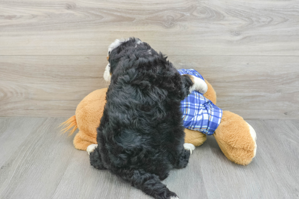 Cute Mini Bernedoodle Baby