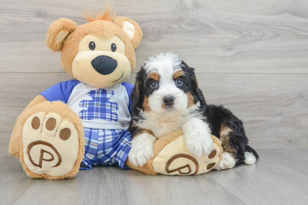 Energetic Mini Berniedoodle Poodle Mix Puppy