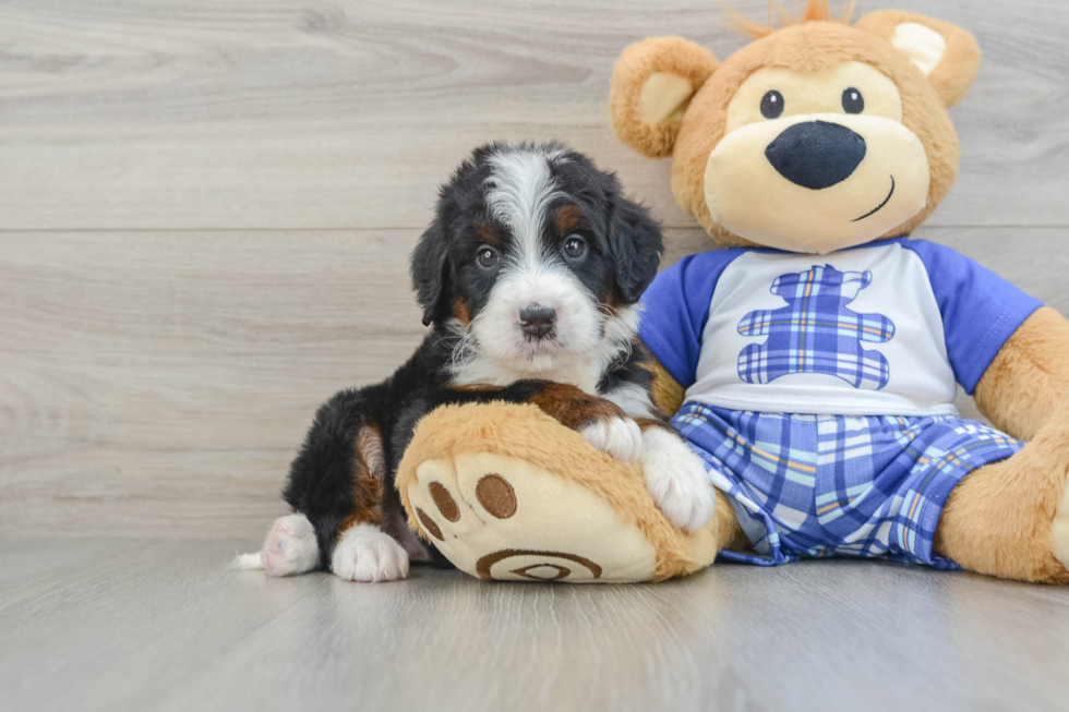 Mini Bernedoodle Puppy for Adoption