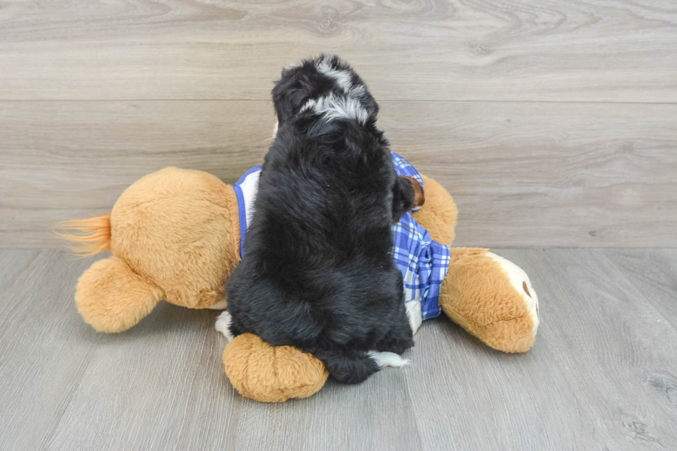 Petite Mini Bernedoodle Poodle Mix Pup