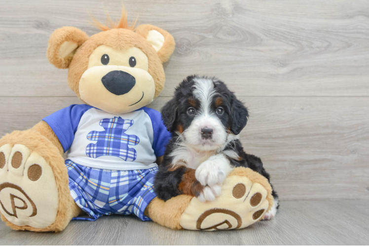 Smart Mini Bernedoodle Poodle Mix Pup