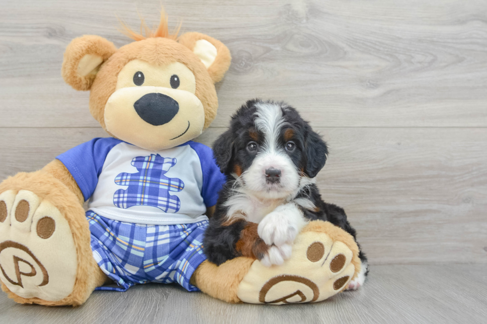 Smart Mini Bernedoodle Poodle Mix Pup