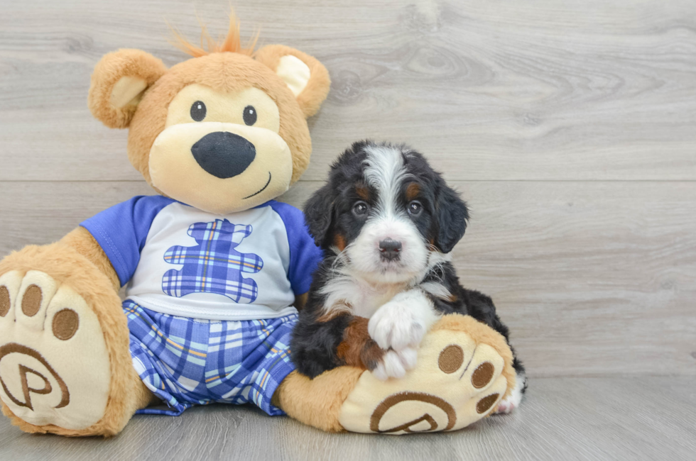 5 week old Mini Bernedoodle Puppy For Sale - Premier Pups