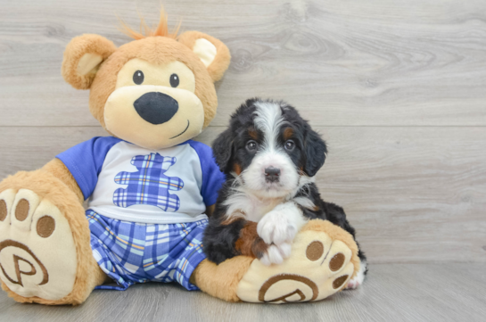 Smart Mini Bernedoodle Poodle Mix Pup