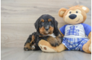 Mini Bernedoodle Pup Being Cute