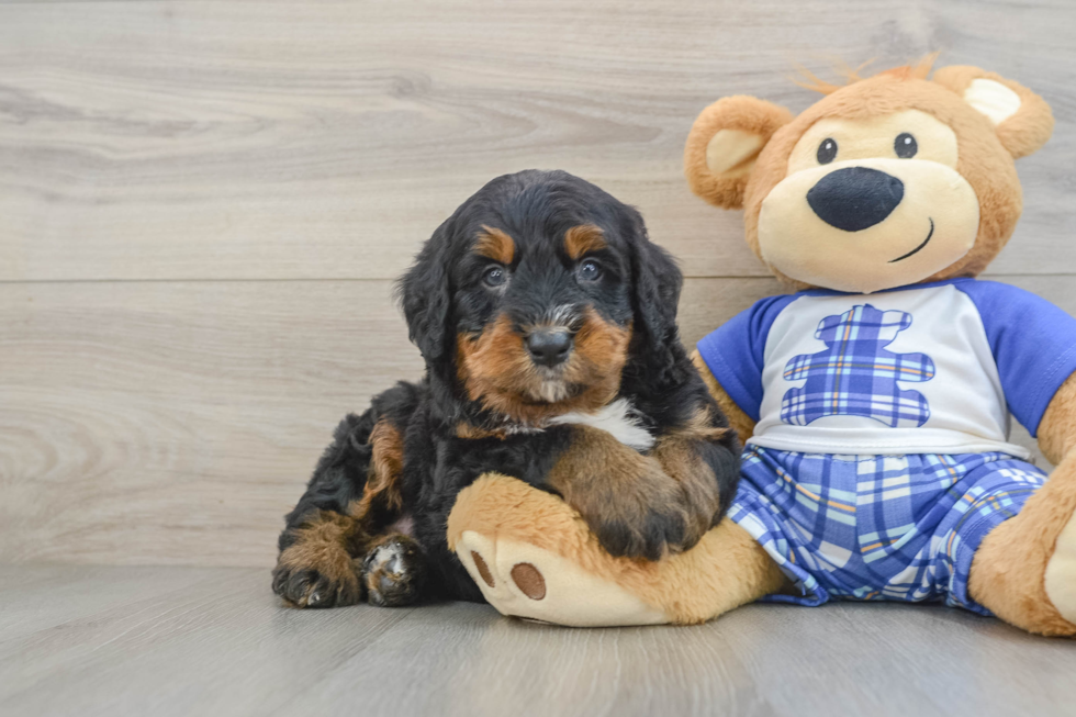 Mini Bernedoodle Pup Being Cute