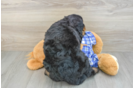 Best Mini Bernedoodle Baby