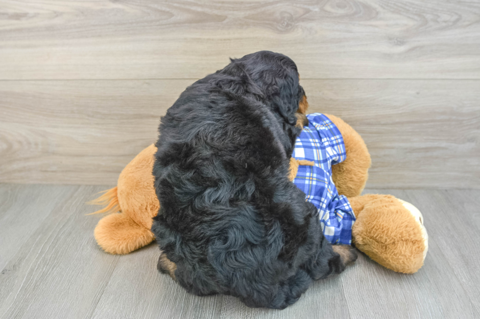 Best Mini Bernedoodle Baby