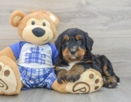 7 week old Mini Bernedoodle Puppy For Sale - Premier Pups