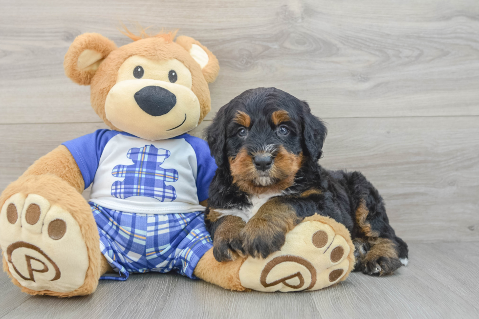 Mini Bernedoodle Pup Being Cute