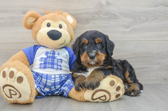 Mini Bernedoodle Pup Being Cute