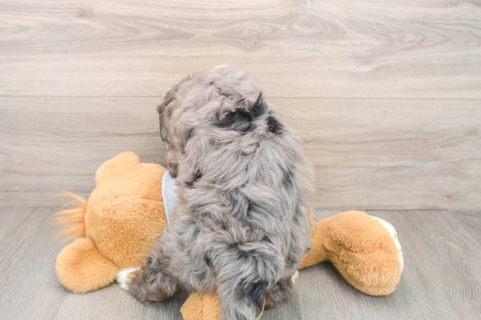 Best Mini Bernedoodle Baby