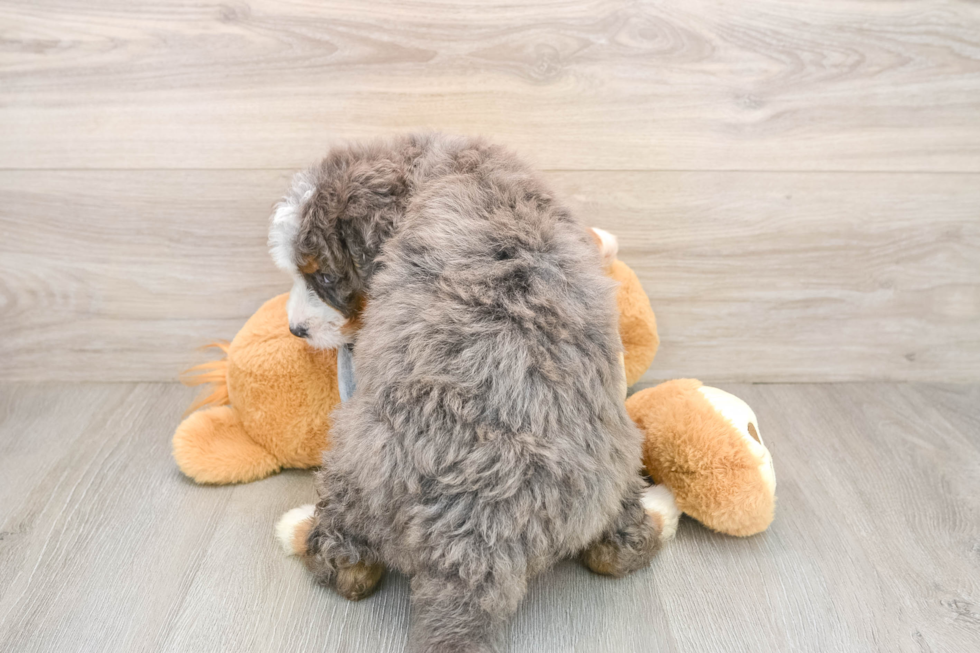 Mini Bernedoodle Pup Being Cute