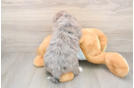 Mini Bernedoodle Puppy for Adoption