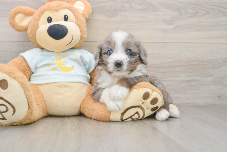 Best Mini Bernedoodle Baby