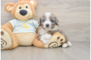 Best Mini Bernedoodle Baby